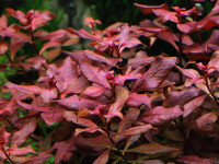 Снимка на Ludwigia palustris ((L.) Elliott,  1817)